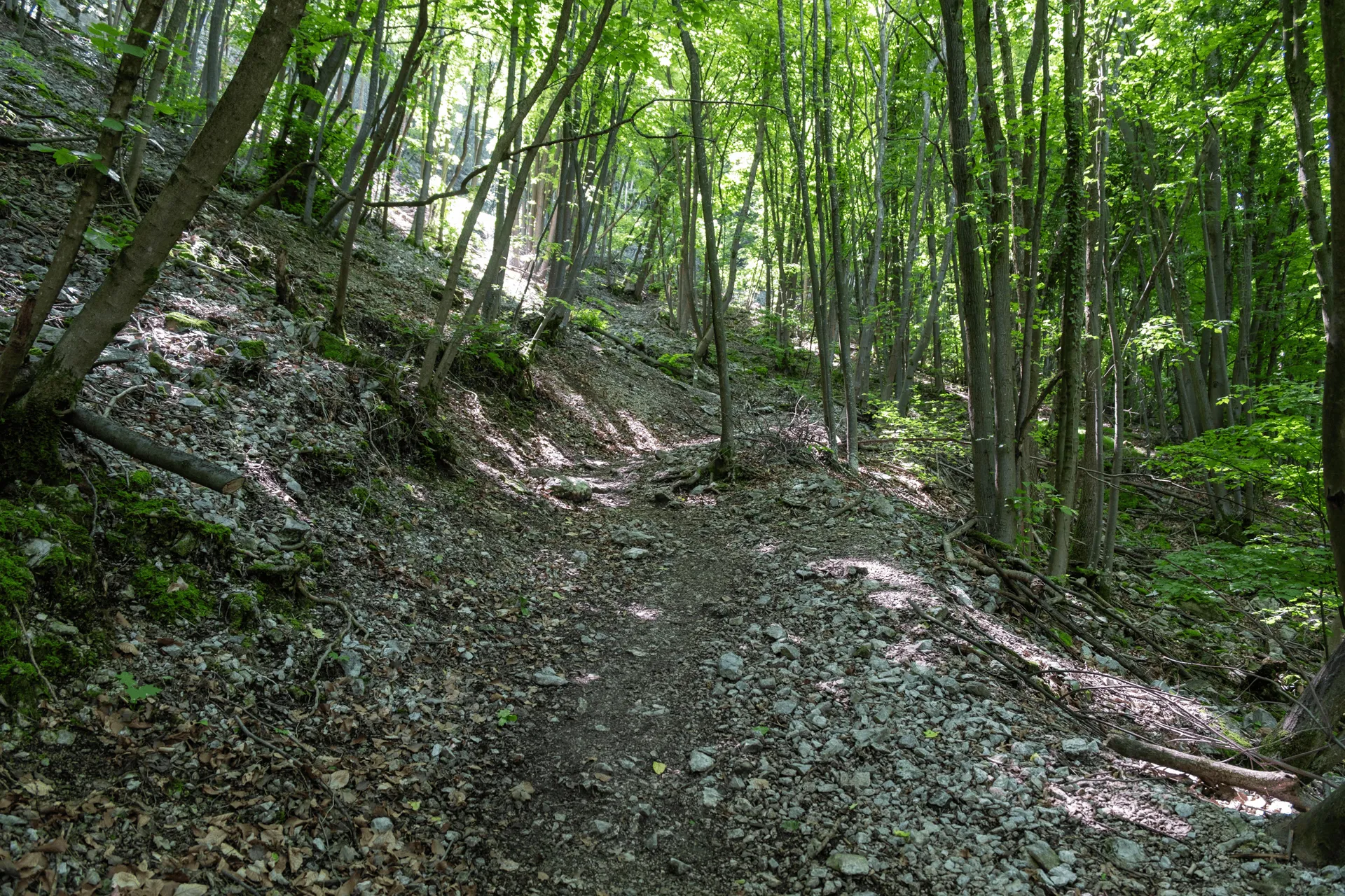 "A dirt path leading into a forest"