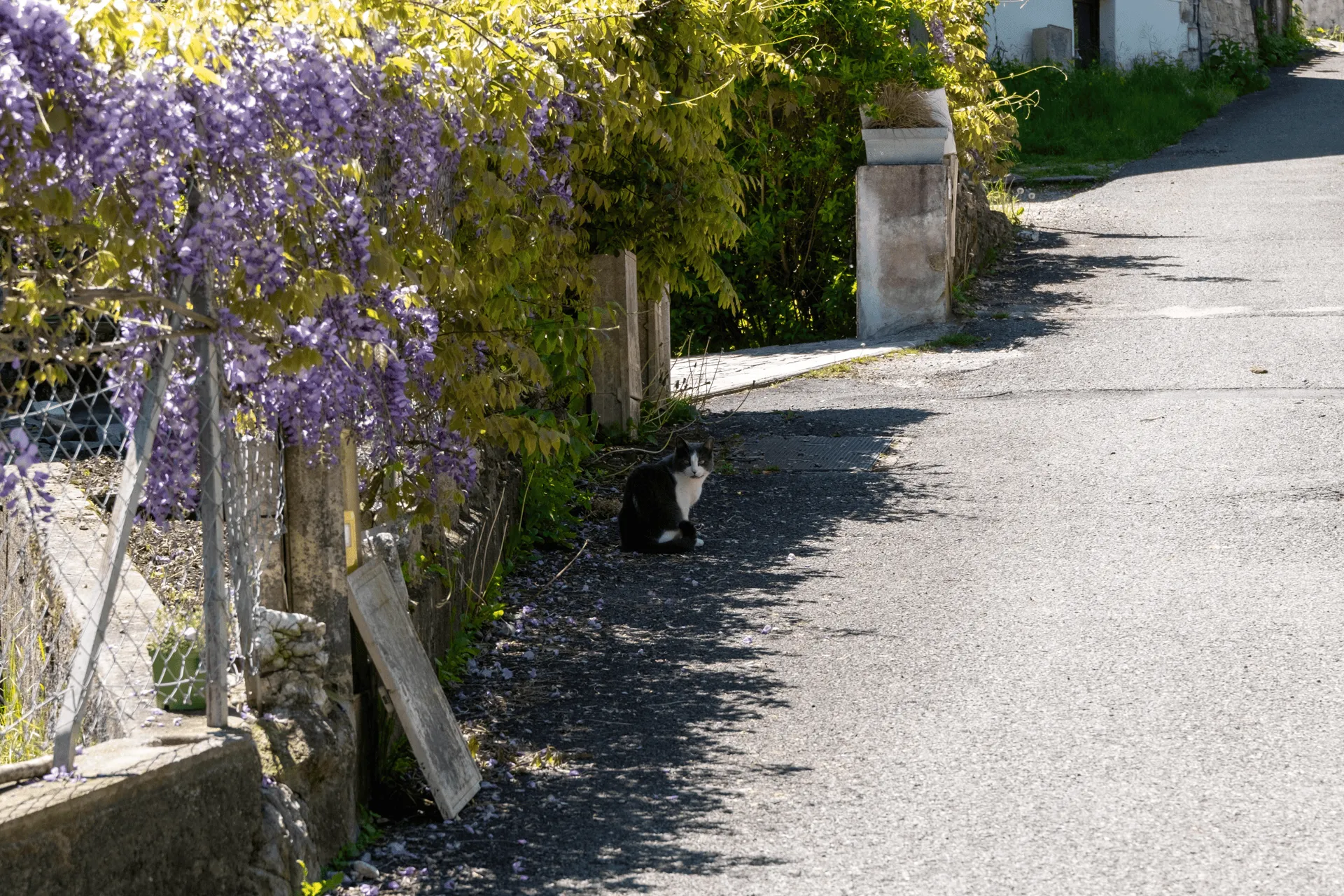 "A cat sitting in the shade."