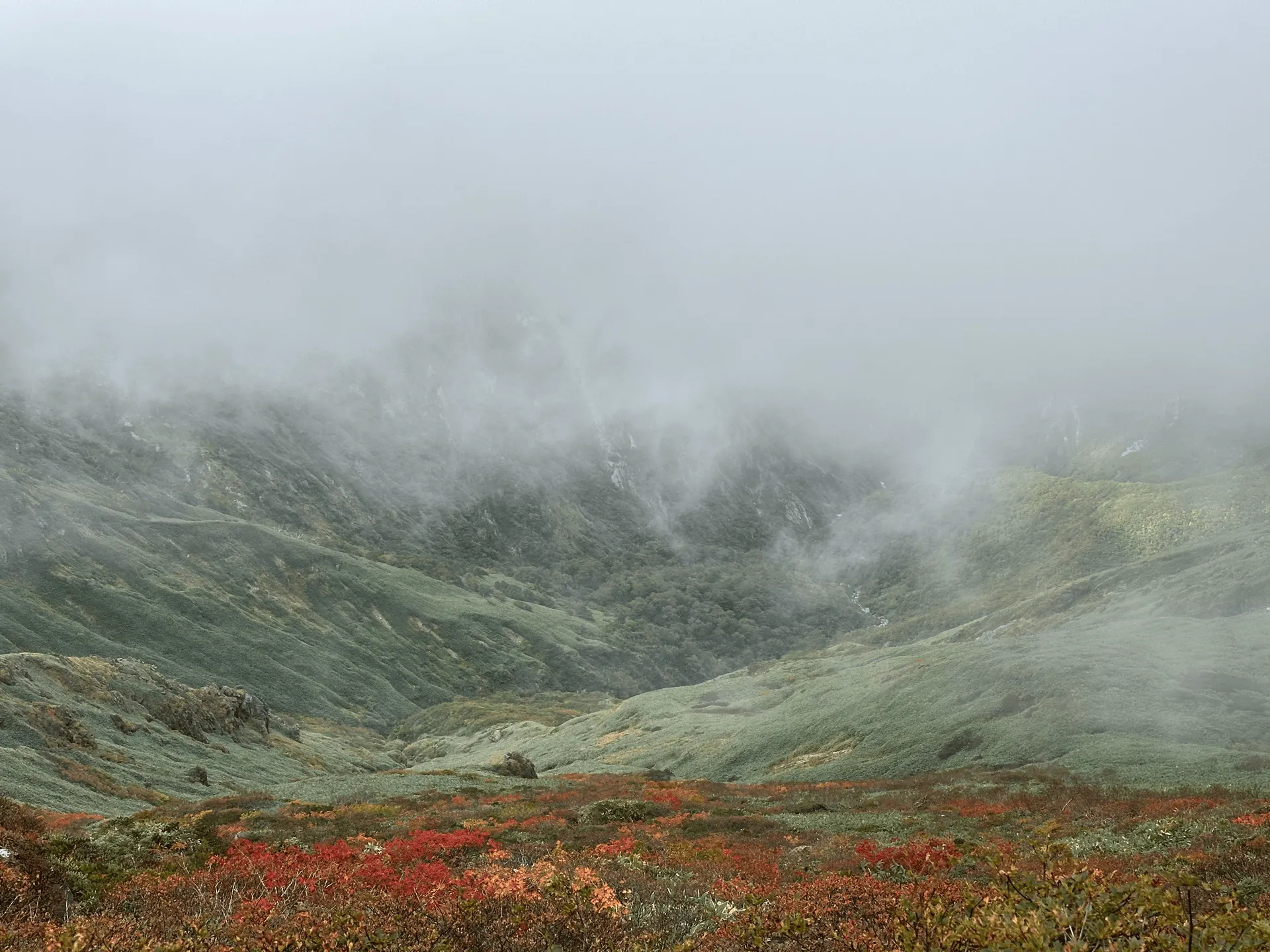 The white fog, green hills and some red and yellow autumn leaves contrast nicely.
