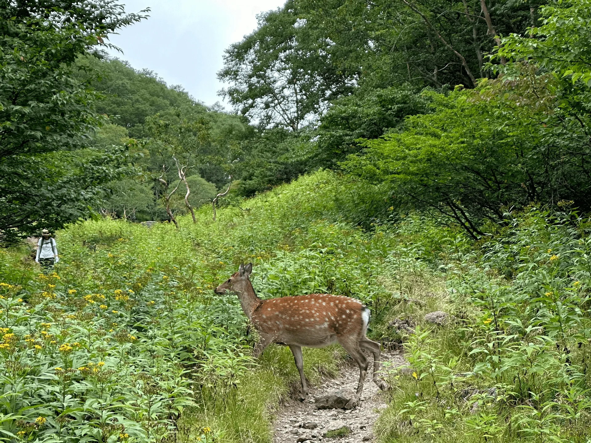 "The deer walking away across the trail"