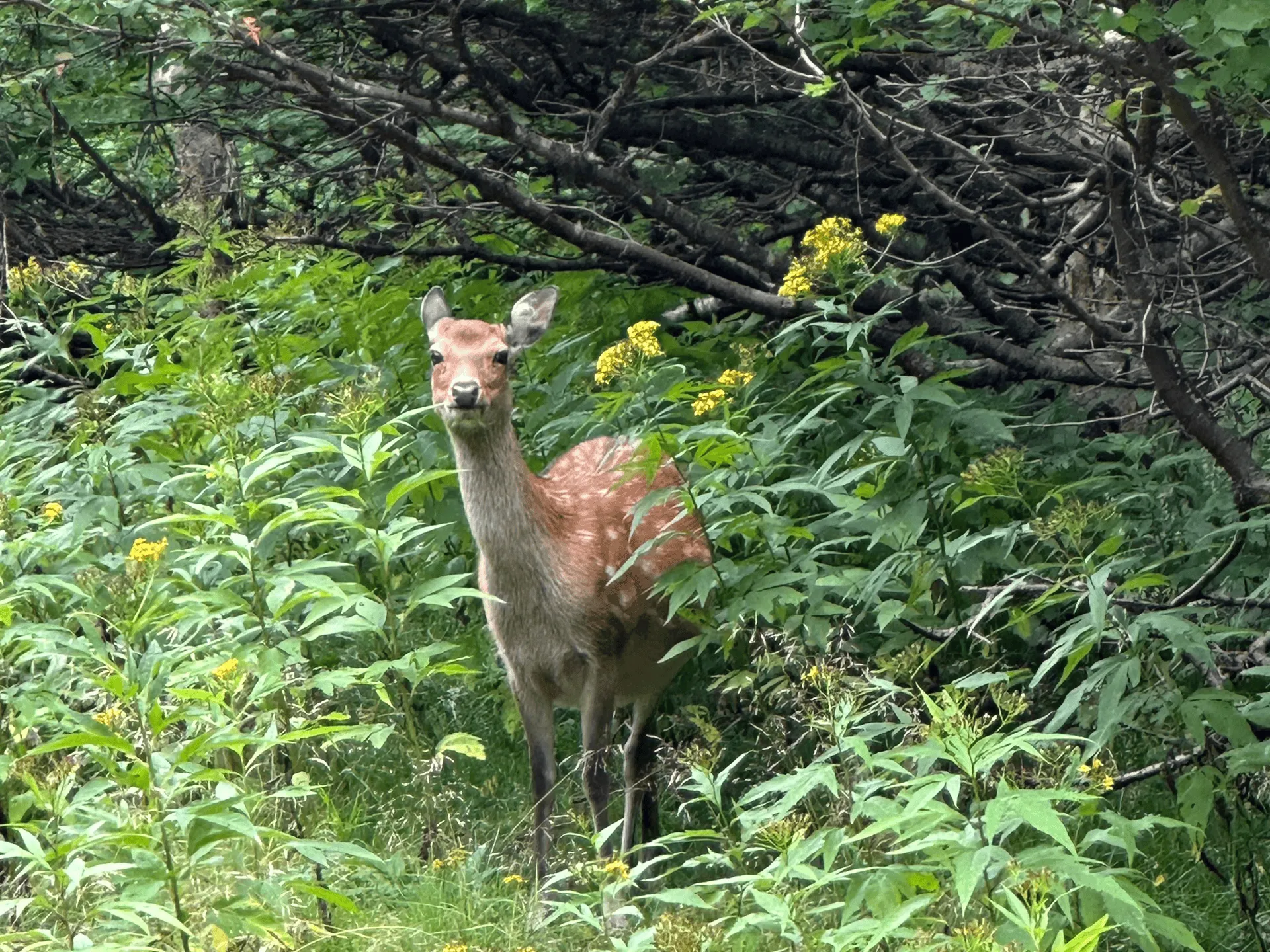 "A deer spotted on the trail"