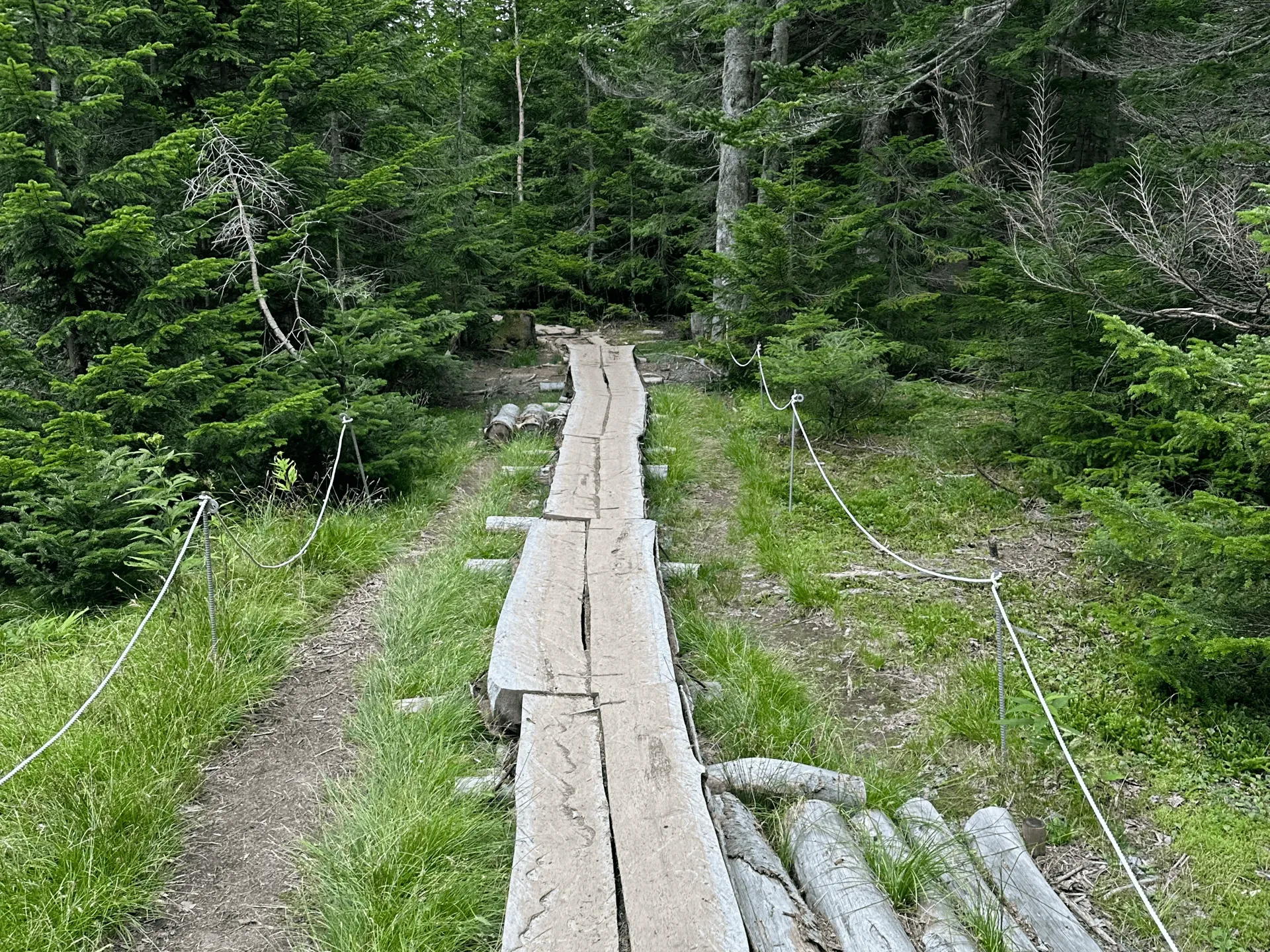 "Another view of the descent trail through the trees"