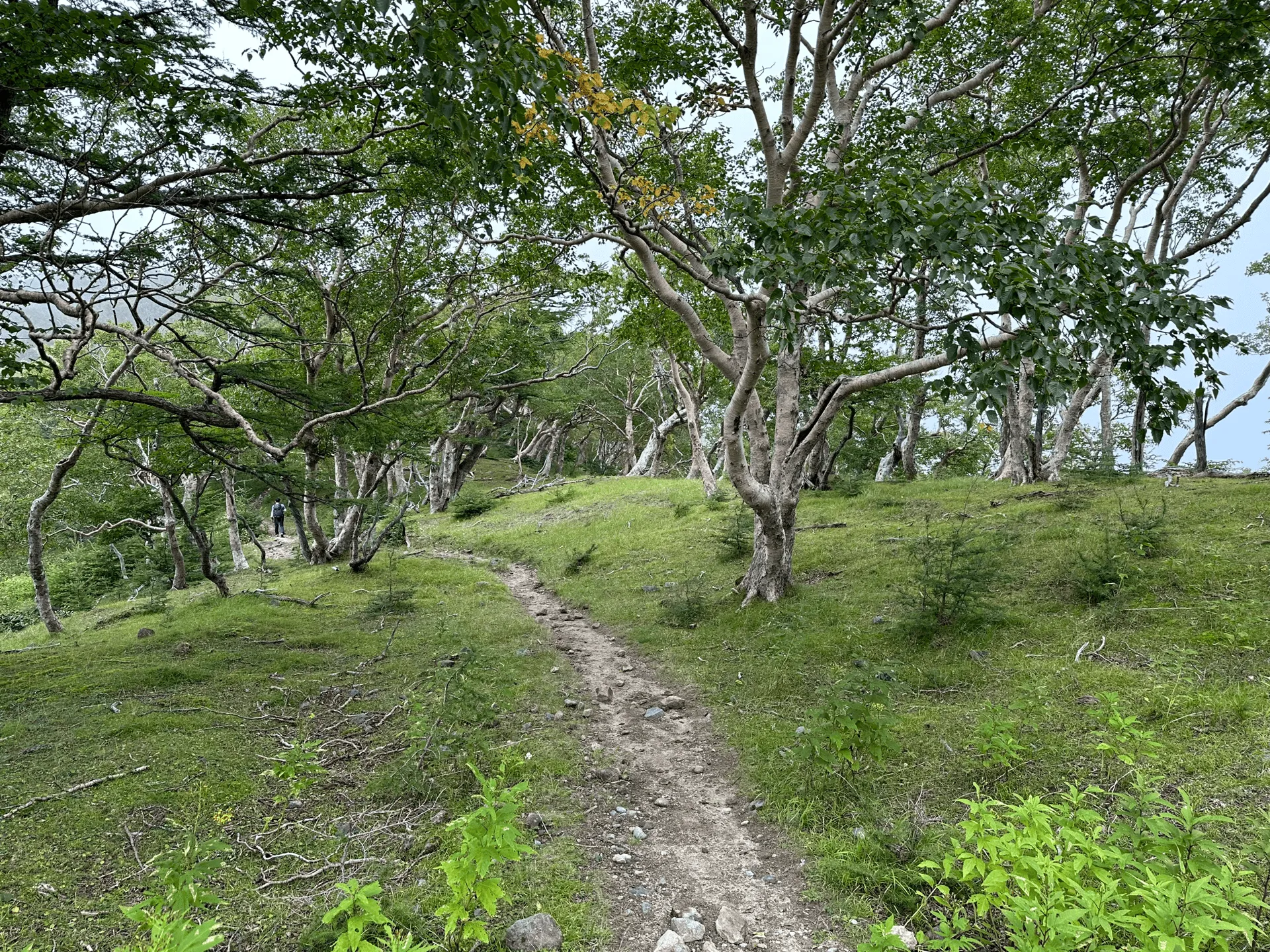 "A flat section of the hiking trail through the forest"