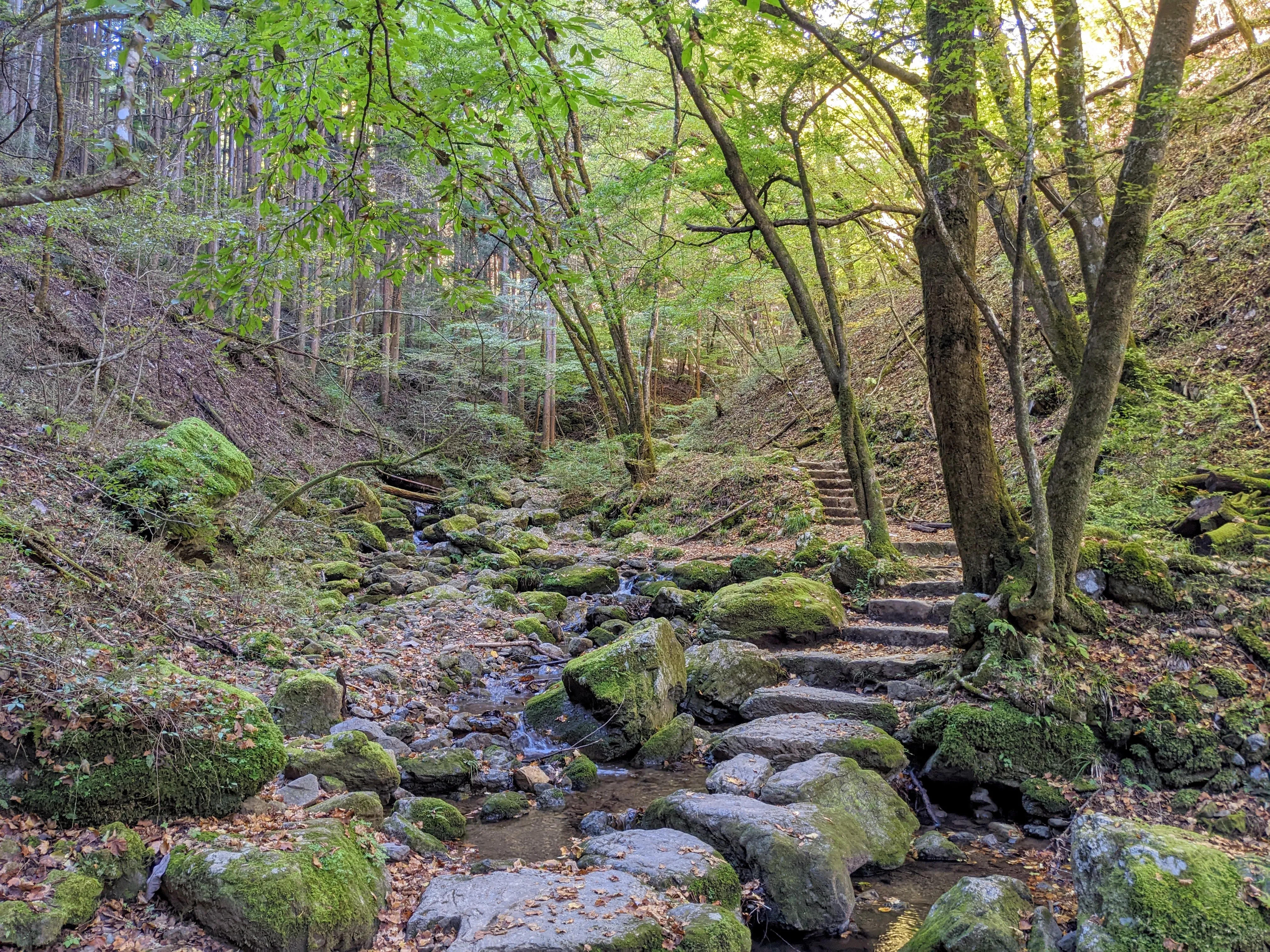 A rocky, gradual staircase with lots of green and moss