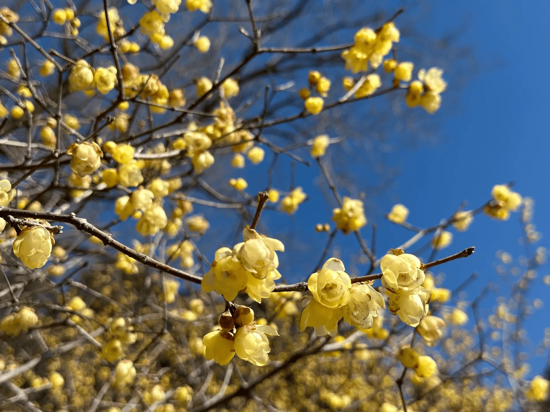 Vivid yellows contrast with the bright blue sky.