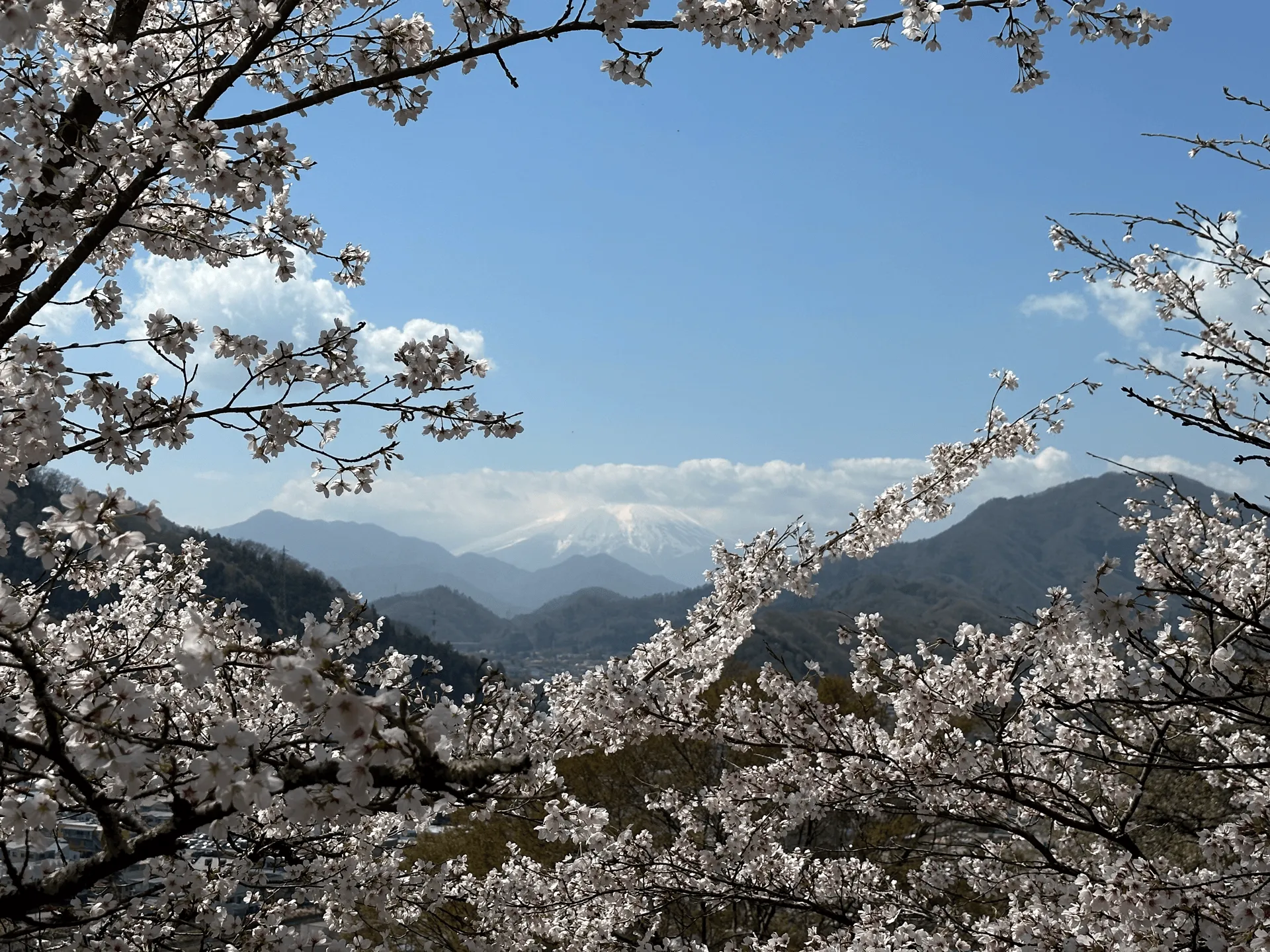 Some flowering Sakura branches frame Mt Fuji distantly visible behind the clouds.