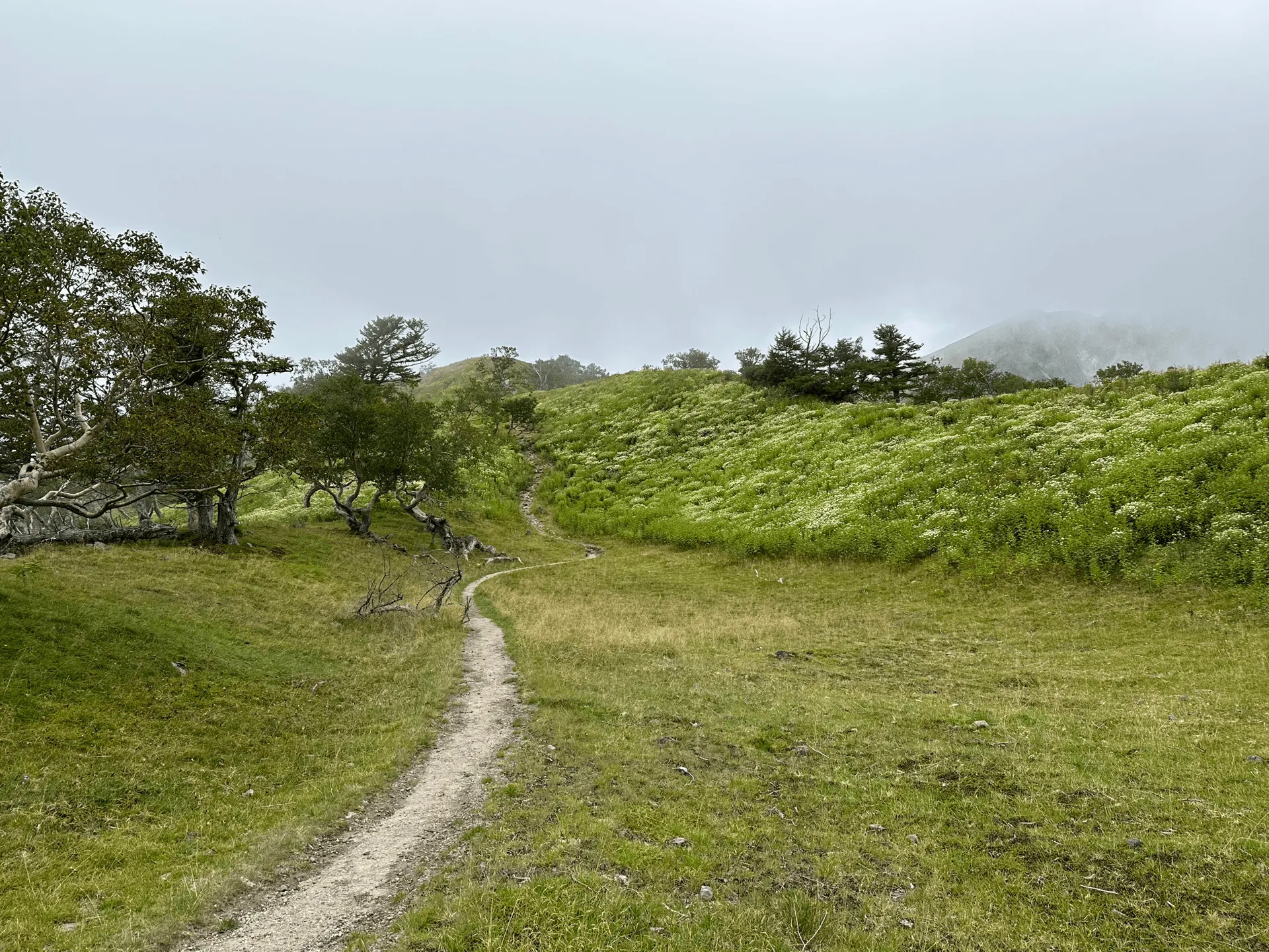 "Walking along the ridgeline with wildflowers"