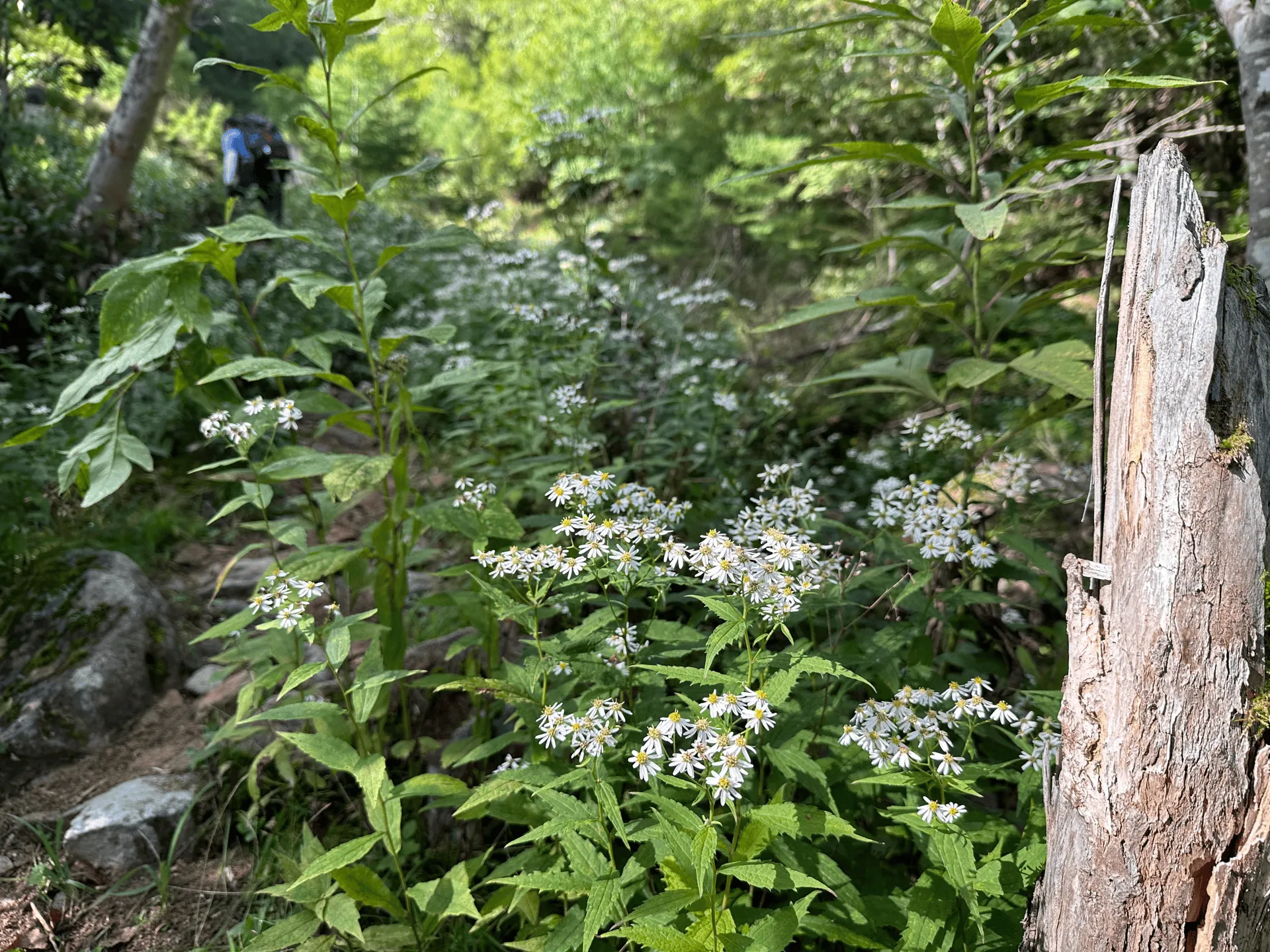 "White wildflowers growing along the trail"
