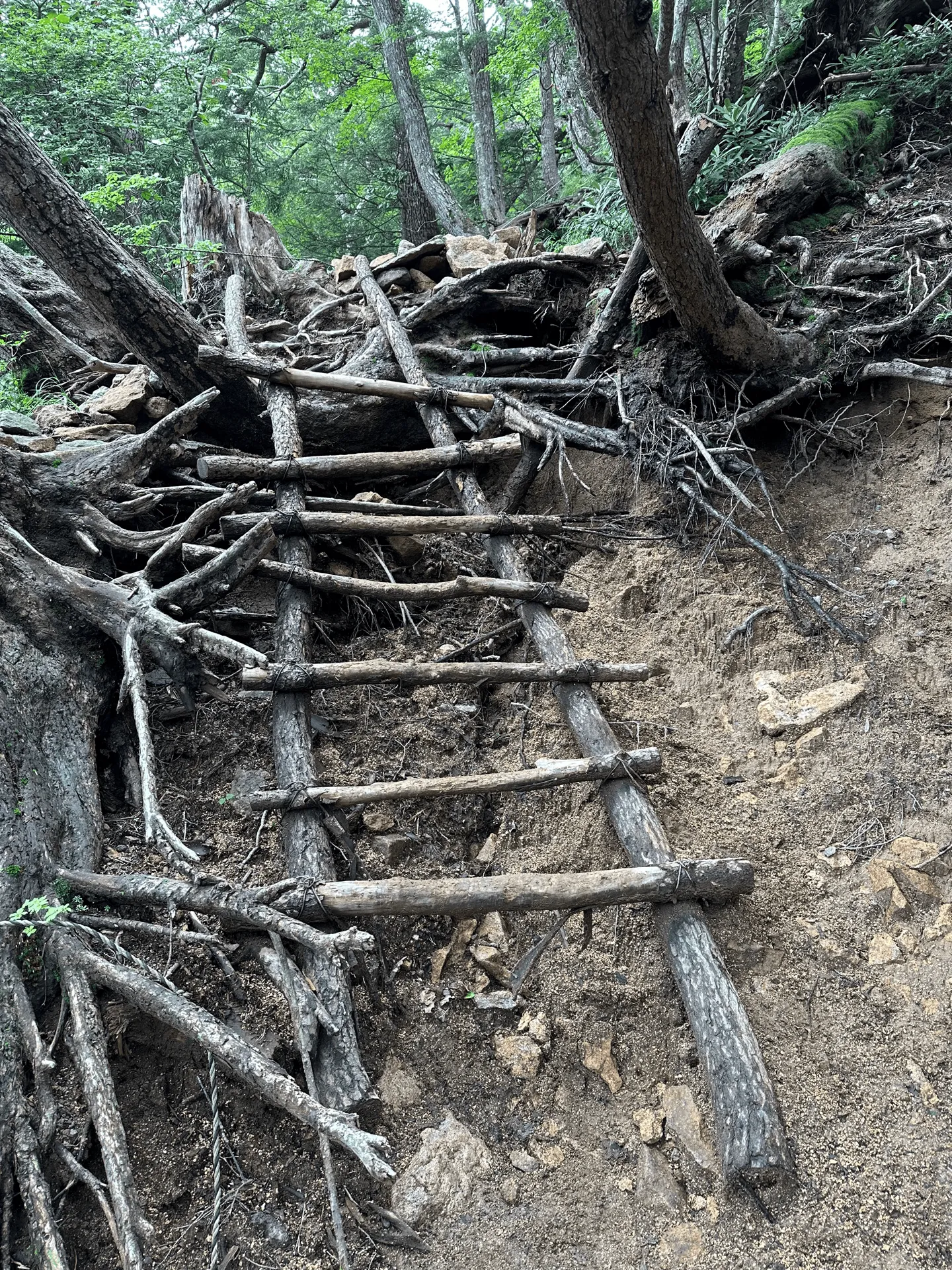 "Wooden stairs section of the hiking trail"