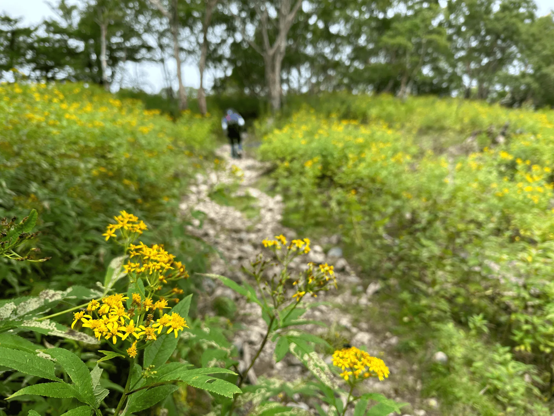 "Yellow wildflowers blooming along the trail"