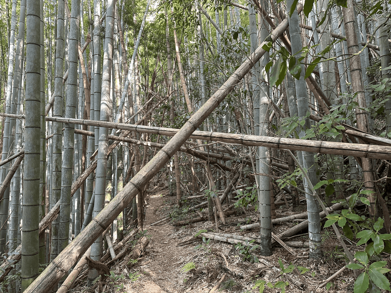 overgrown bamboo
